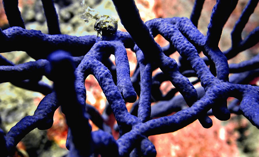 Purple Finger Coral on Reef Photograph by Amy McDaniel