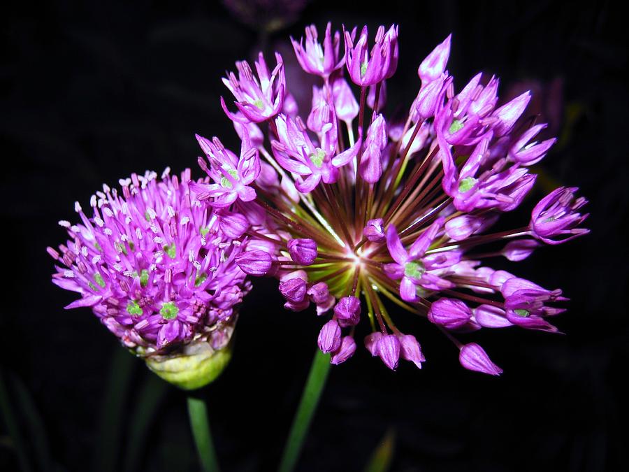Flower Photograph - Purple Fireworks by Toni Jackson