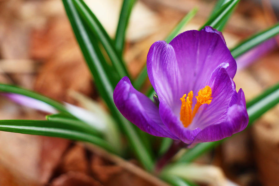 Purple Flame Of Spring Photograph by Iryna Goodall