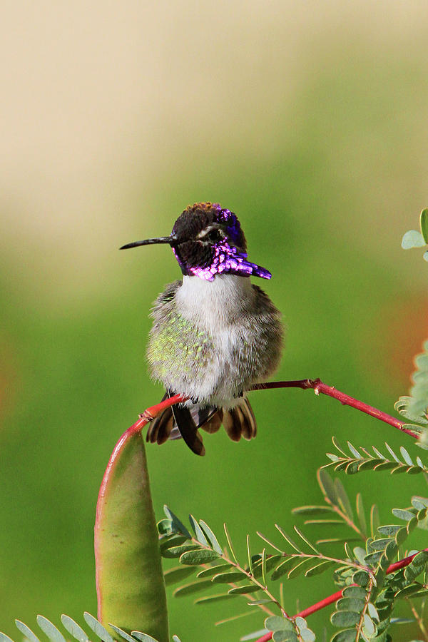 Hummingbird Photograph - Purple Flare by Shoal Hollingsworth
