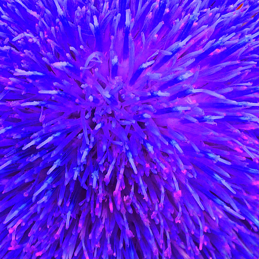 Purple Floral Macro Abstract Photograph by Marcia Socolik