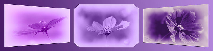 Purple Floral Triptych 3 Panel Photograph by Thomas Woolworth