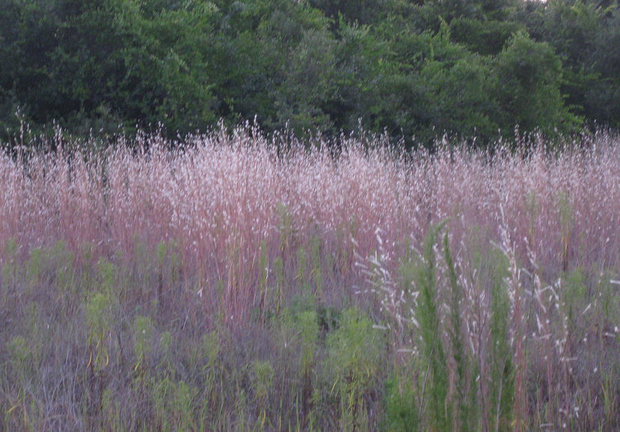 Summer Photograph - Purple Florida Grass Horizontal by Brenda Berdnik