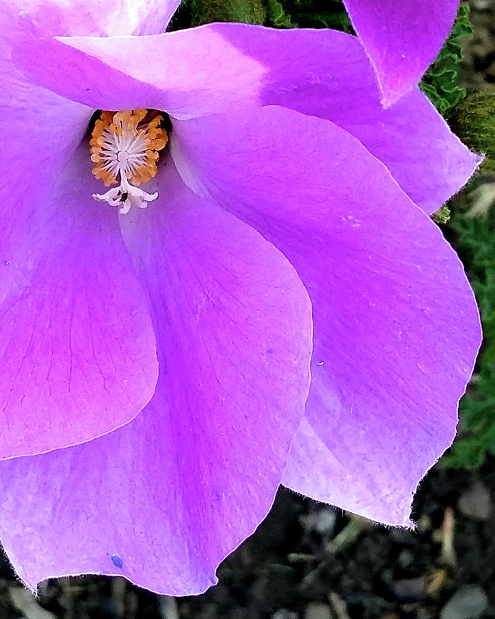 Purple Flower 1 Photograph by Barbara J Blaisdell