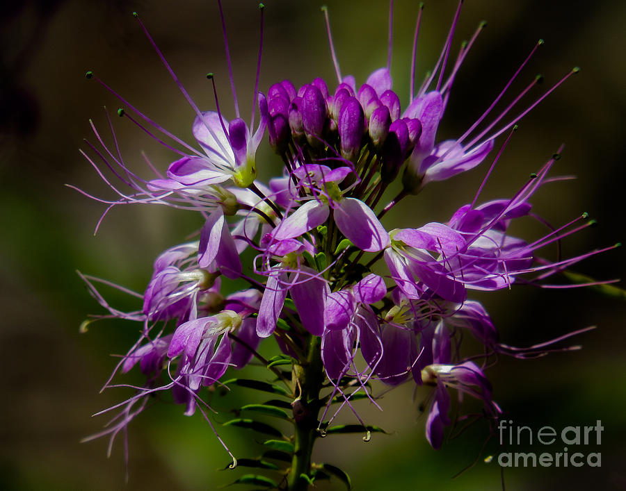 Purple Flower 1 Photograph by Christy Garavetto