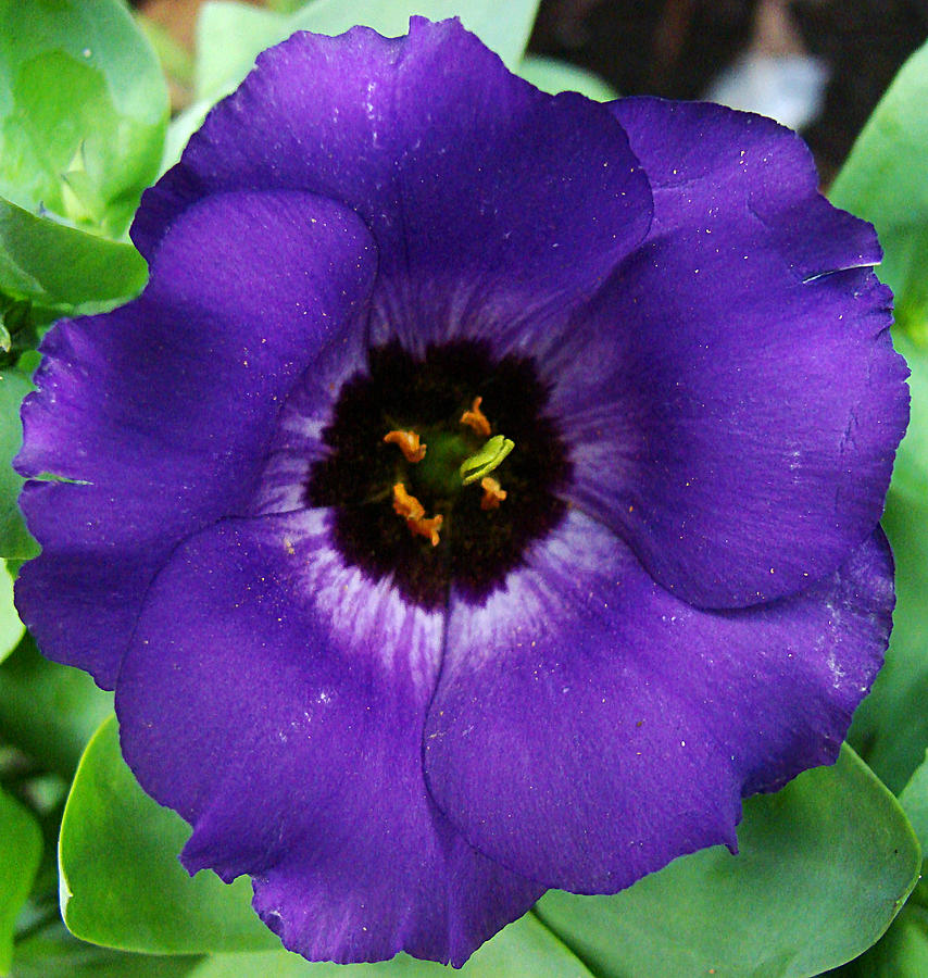 Purple Flower 1 Photograph by Todd Zabel