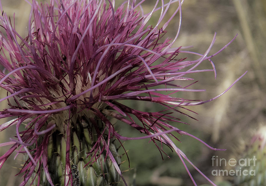 Purple Flower 2 Photograph by Christy Garavetto