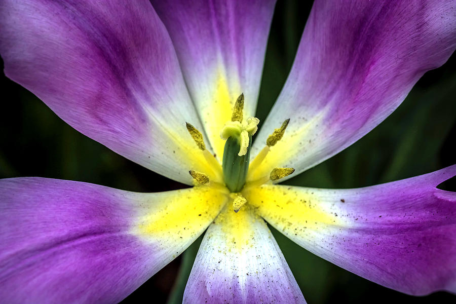 Daisy Photograph - Purple flower 2 by Jijo George
