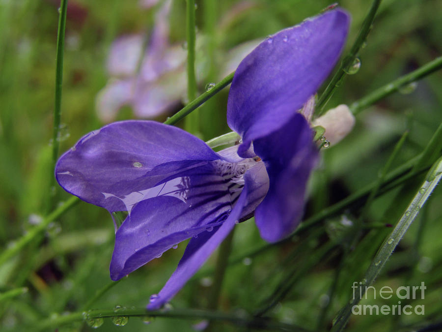 Purple Flower 2 Photograph by Kim Tran