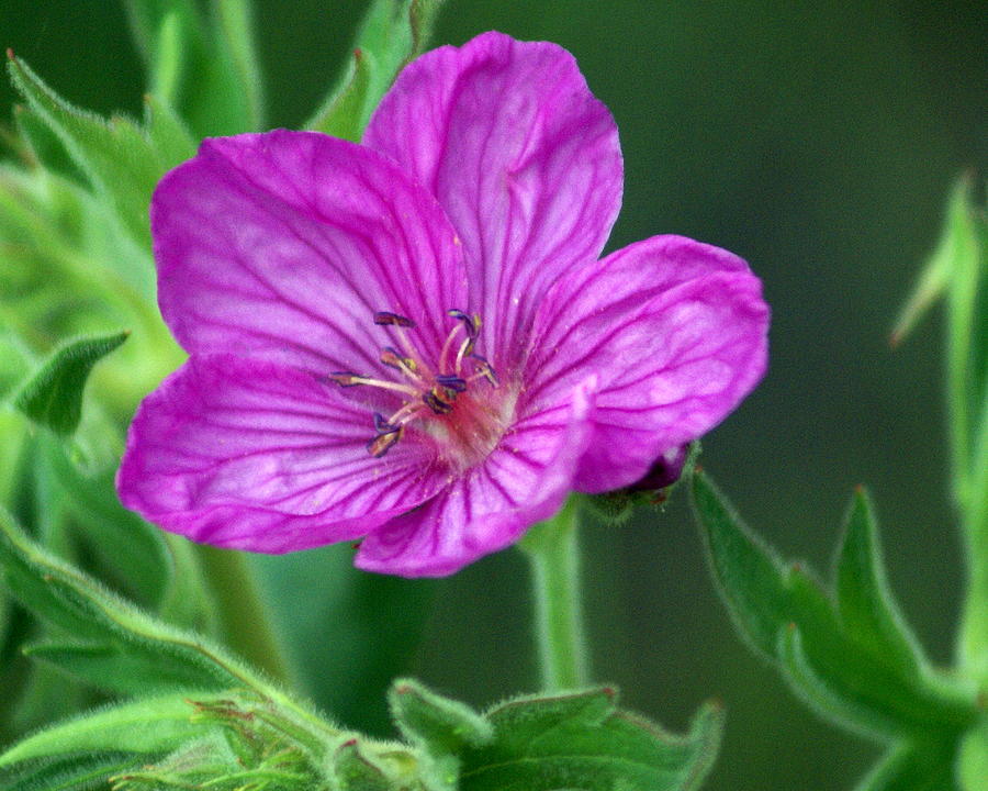 Purple Flower 2 Photograph by Marty Koch