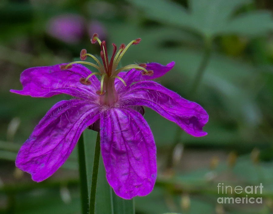 Purple Flower 5 Photograph by Christy Garavetto