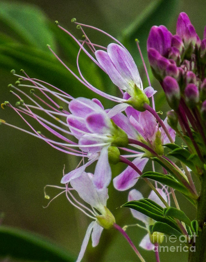 Purple Flower 6 Photograph by Christy Garavetto