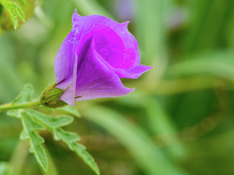 Purple Flower 6306 Photograph by Tam Ryan