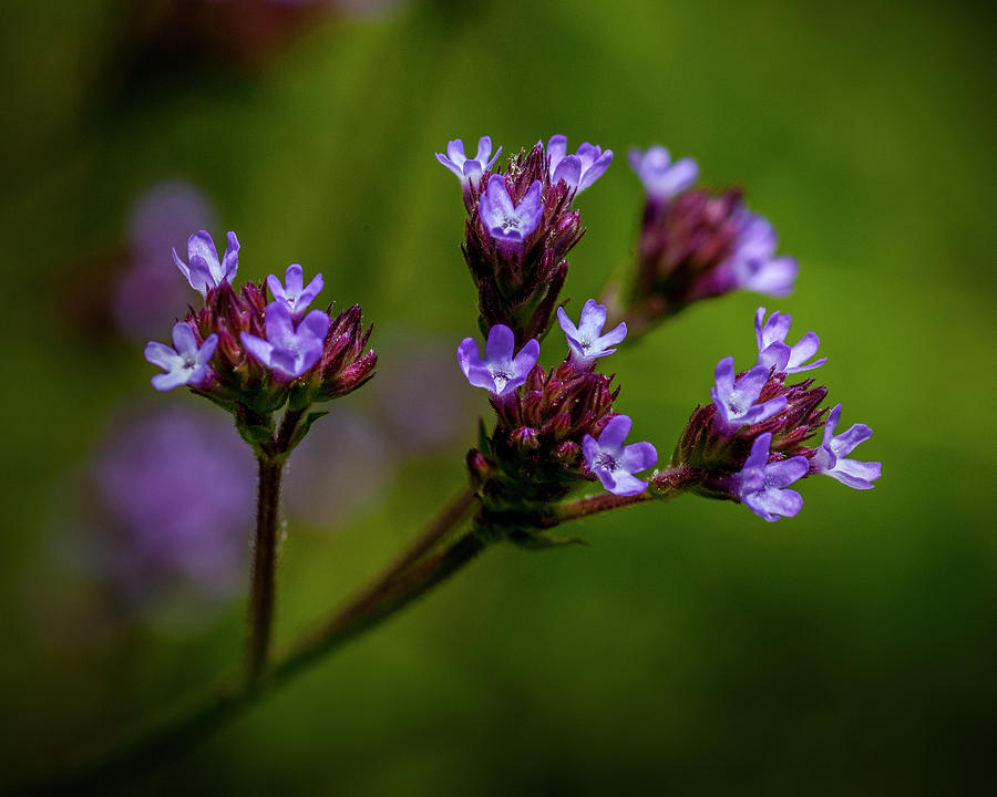 Purple Flower #8 Photograph
