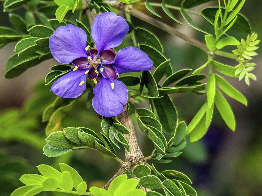Purple Flower 8551 Photograph by Tam Ryan