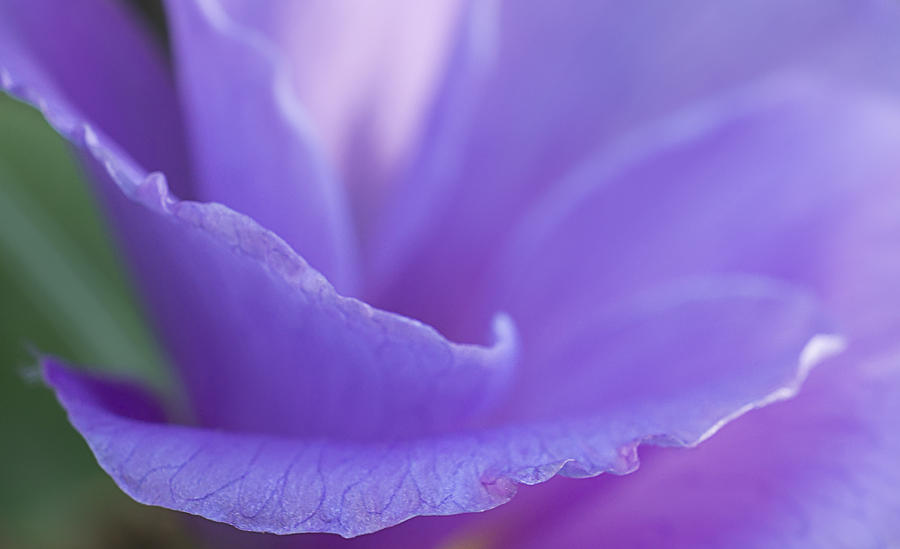 Purple Flower Abstract Photograph by Mariola Szeliga
