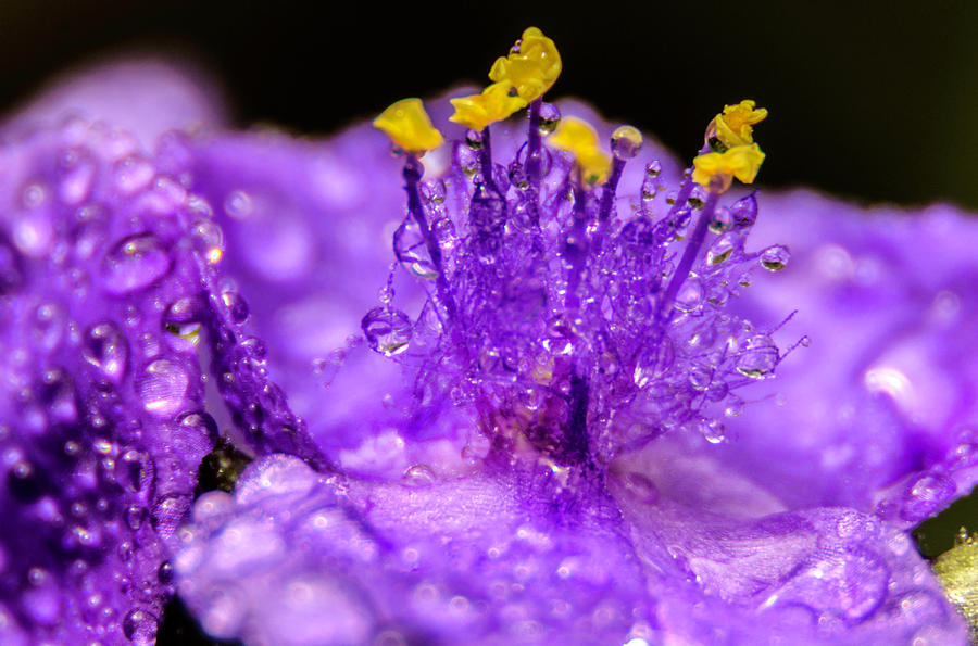 Purple Flower After The Rain Photograph by Wolfgang Stocker