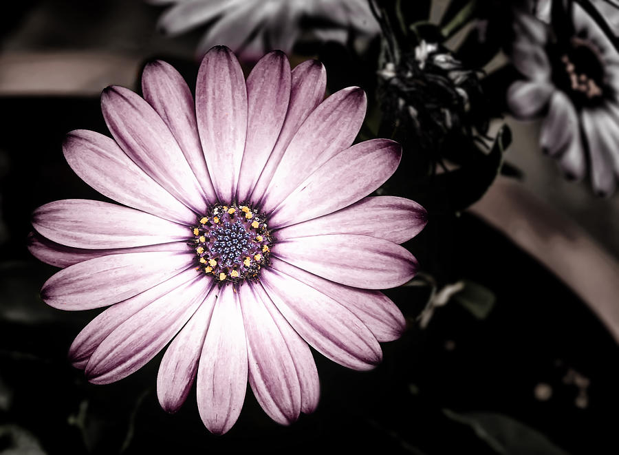 Purple Flower Photograph by Al  Mueller