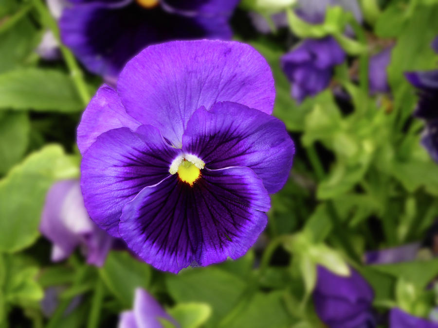 Purple Flower Photograph by Alan Socolik
