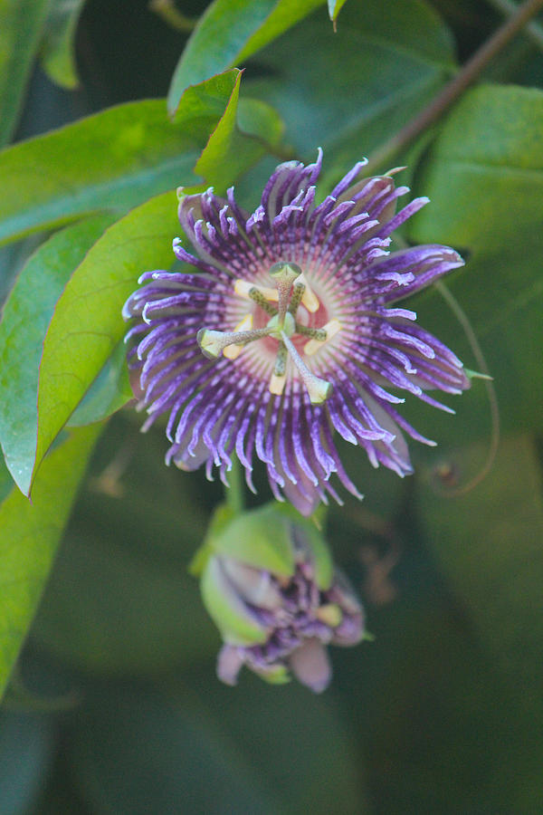 Purple Flower, Almora Photograph by Jennifer Mazzucco