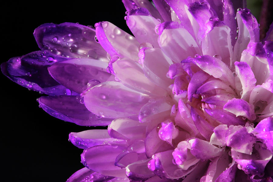 Purple Flower and Water Drops Photograph by Angela Murdock