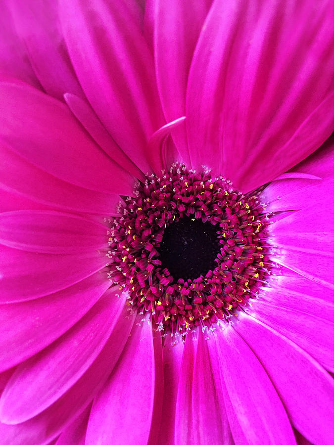 Purple Flower Photograph by Andrew Soundarajan