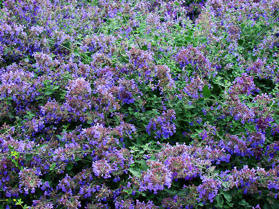 Purple Flower Bed Photograph by Todd Zabel