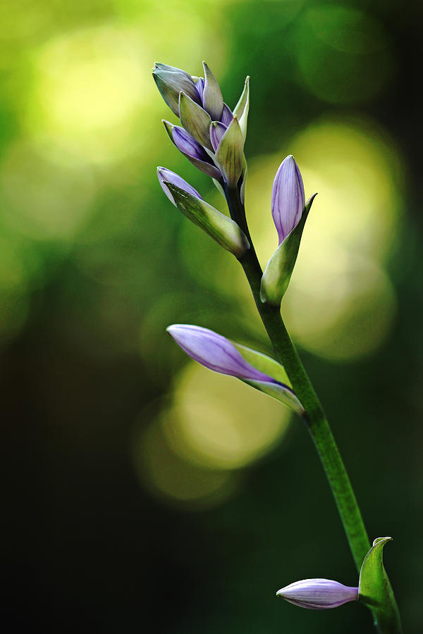 Purple Flower Buds Photograph by Debbie Oppermann