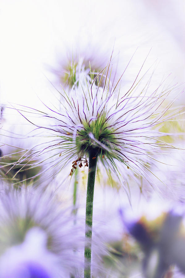 purple flower by Iuliia Malivanchuk Photograph