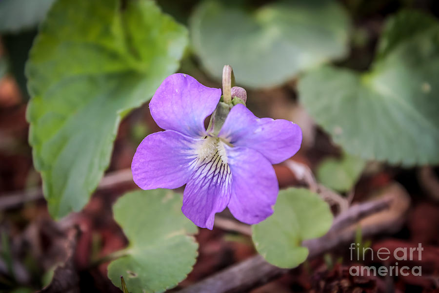 Purple flower - close up Photograph by Claudia M Photography