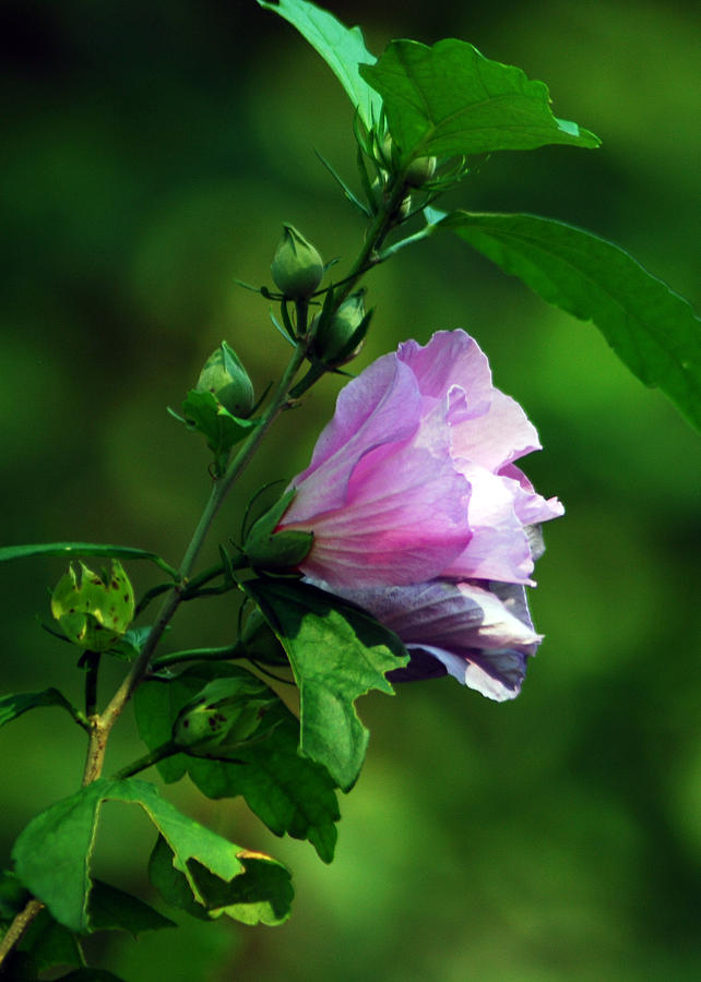 Flower Photograph - Purple Flower by Coralyn Klubnick Simone