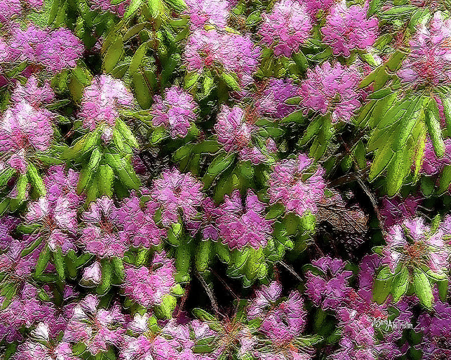 Purple Flower Delight #056 Photograph by Barbara Tristan