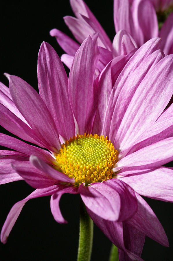 Purple Flower Photograph by Edward Myers