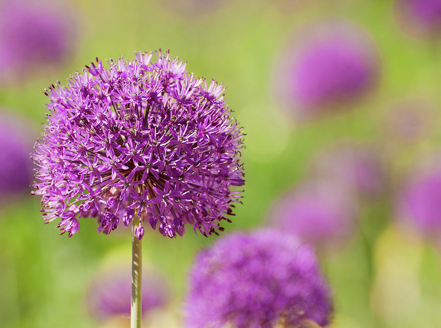 Flower Photograph - Purple Flower Field by Sherry Fain