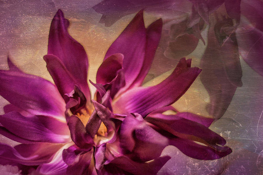 Purple Flower Haze Photograph by Elvira Pinkhas