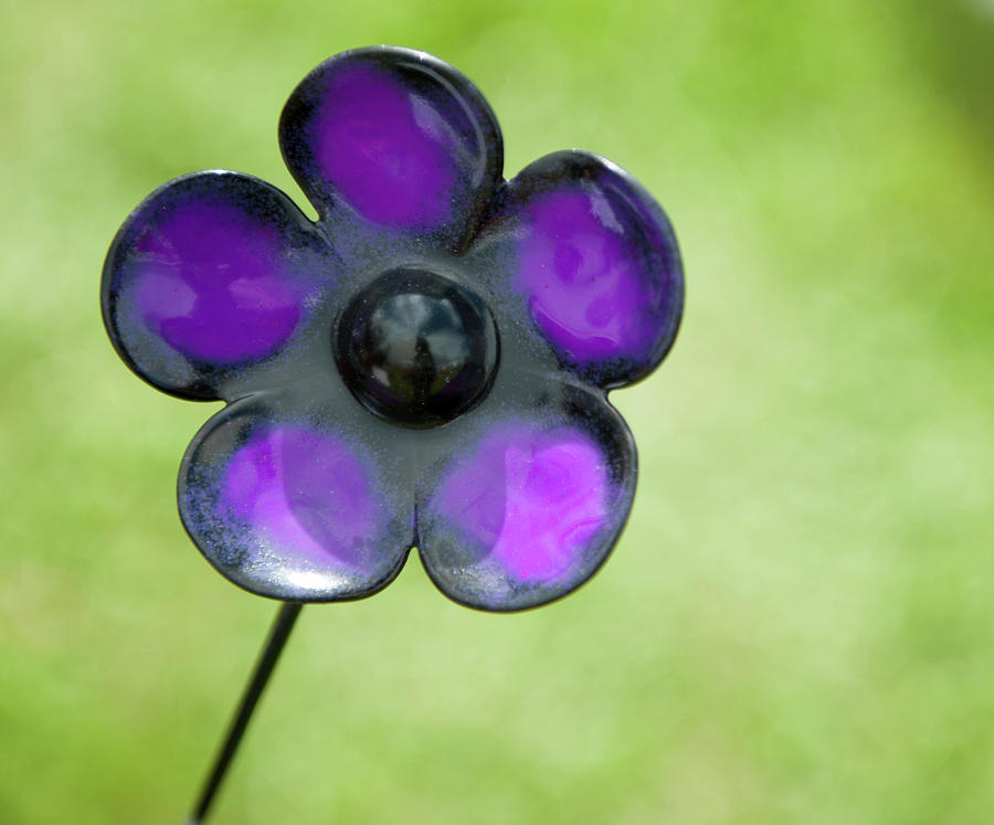 Purple Flower Photograph by Helen Jackson