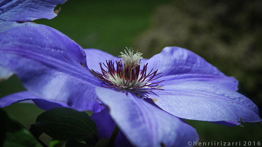 Purple Flower Photograph by Henri Irizarri