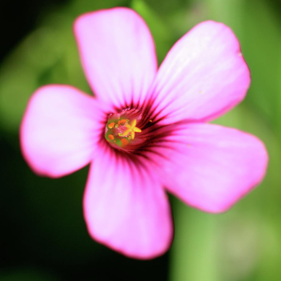 Purple Flower Photograph by Ian Sanders