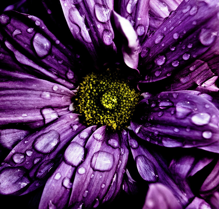 Purple Flower II Photograph by Grebo Gray - Fine Art America