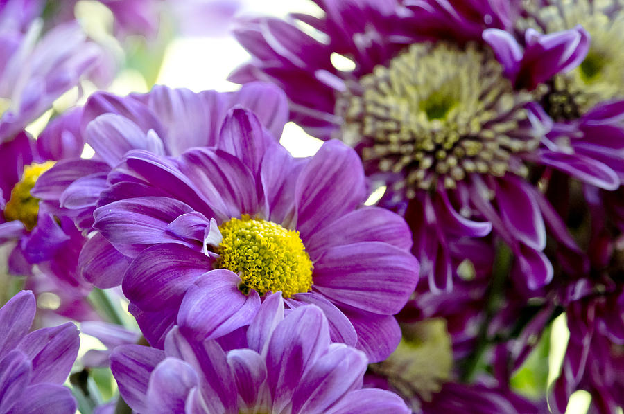 Purple Flower in Cold Light. Photograph by Elena Perelman