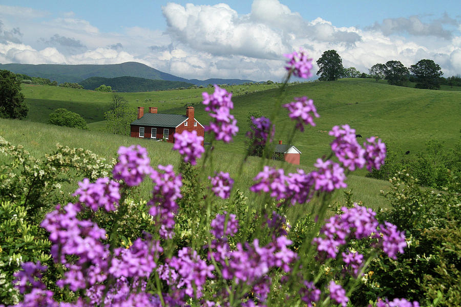 Purple Flower In Landscape Photograph