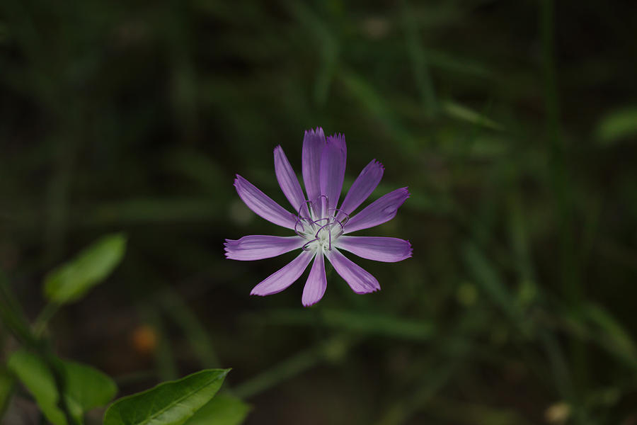Purple Flower Photograph by James Smullins