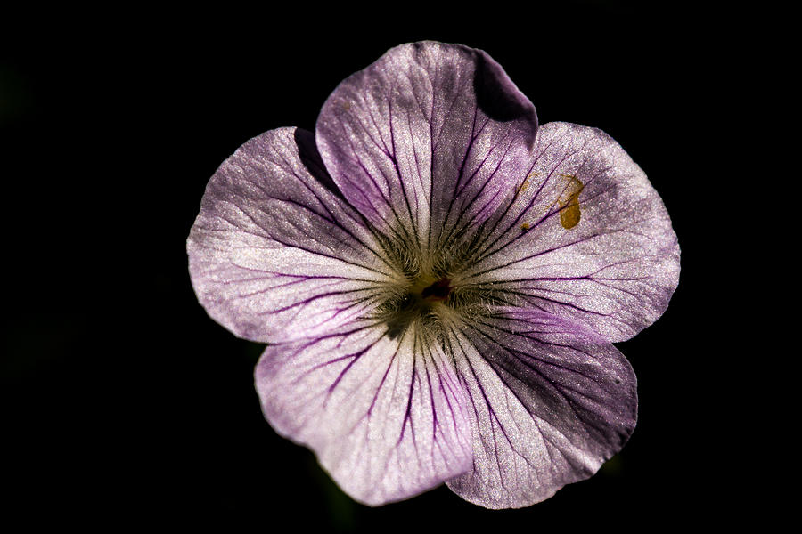 Purple Flower Photograph by Jay Stockhaus