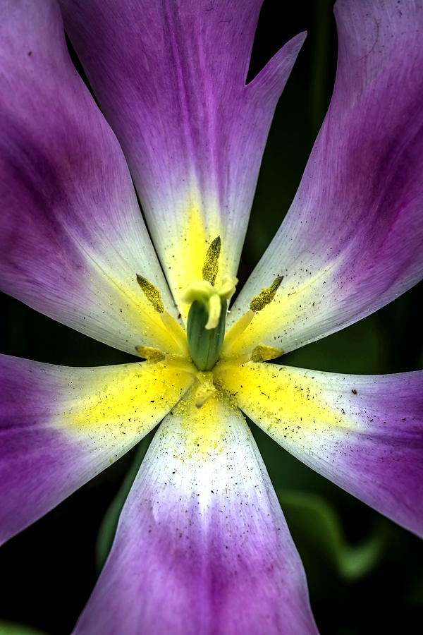Daisy Photograph - Purple flower by Jijo George