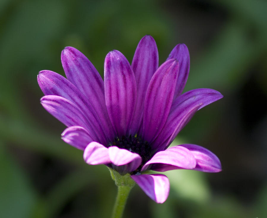 Flowers Still Life Photograph - Purple flower by Martin Valeriano