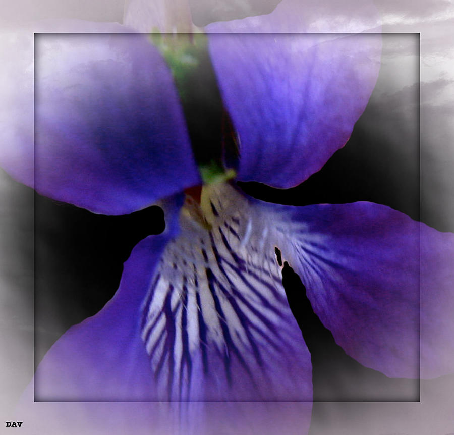 Floral Landscape Photograph - Purple Flower Jump by Debra     Vatalaro