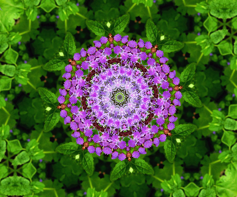Purple Flower Kaleidoscope Photograph by Morgan Carter
