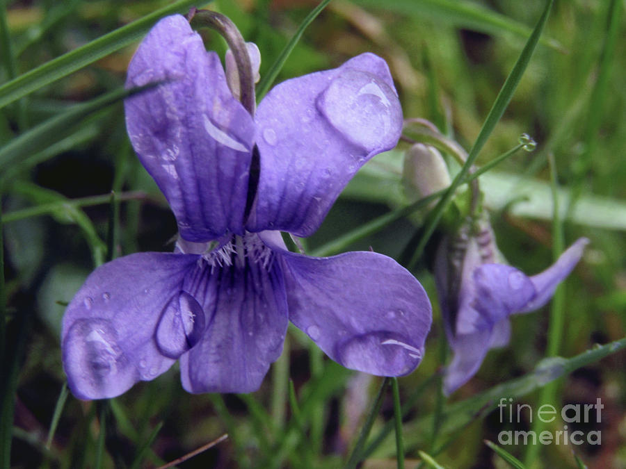Purple Flower Photograph by Kim Tran