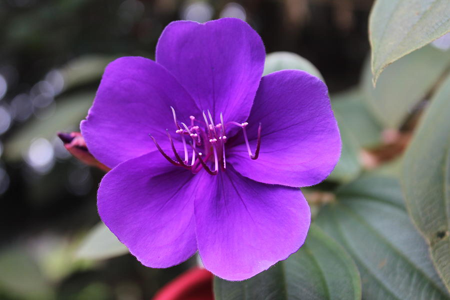 Purple Flower, Kodaikanal Photograph by Jennifer Mazzucco