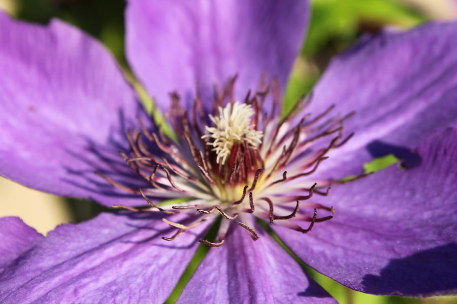 Purple Flower Photograph by Lauri Novak